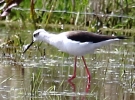 864A0709__BLACK_WINGED_STILT__CRP~0.jpg