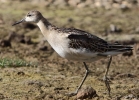 864A0741___RUFF__CRP.jpg