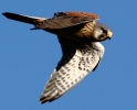 864A0839__KESTREL__CRP.jpg