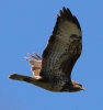 A__864A0046_BUZZARD__CRP.jpg