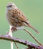 A___864A0094___DUNNOCK__CRP.jpg