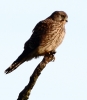 CROP_IMG_6646_JPG__KESTREL.jpg