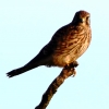 CROP_IMG_6650_JPG__KESTREL_28EVENING_SUN_29.jpg