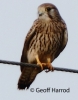 CROP_IMG_7032_JPG__KESTREL.jpg