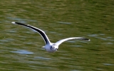 CROP__IMG_2499_TIF_LITTLE_GULL.jpg