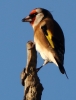 CROP__IMG_4963_JPG__GOLD_FINCH.jpg