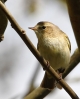 CRPA__IMG_2848_JPG______CHIFFCHAFF.jpg