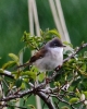 CRPIMG_0213___WHITE_THROAT.jpg