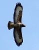 CRPIMG_0328_JPG__BUZZARD.jpg