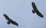 CRPIMG_0350_JPG__2_BUZZARDS.jpg