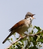 CRP_IMG_0268__WHITE_THROAT.jpg