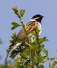 CRP__IMG_0177___REED_BUNTING.jpg