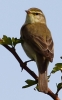 CRP__IMG_0303___WILLOW_WARBLER.jpg