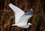 CRP__IMG_0606_JPG__LITTLE_EGRET.jpg