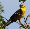 CRP___IMG_0152__MALE_YELLOW_HAMMER.jpg