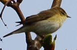 CRP___IMG_0226__WILLOW_WARBLER.jpg