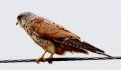 C_C_IMG_8337_JPG_____KESTREL.jpg