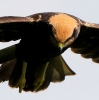 C_C___IMG_8216_JPG__FEMALE_MARSH_HARRIER_edited-1.jpg