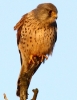 C_IMG_2868_JPG__ADULT_MALE_KESTREL.jpg