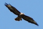 C_IMG_5970_JPG__BUZZARD.jpg