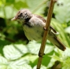 C_IMG_6043_JPG___reed__warbler.jpg