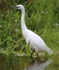 C_IMG_7079_JPG_LITTLE_EGRET.jpg