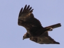 C_IMG_7149_JPG__FEMALE_MARSH_HARRIER.jpg