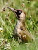 C_IMG_GREEN_WOODPECKER__4301_edited-1.jpg