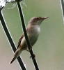 C_IMG_REED_WARBLER_2821_edited-1.jpg