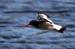 C_IMG___OYSTER_CATCHER__.jpg