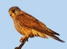 C__IMG_2859_JPG__ADULT_MALE_KESTREL.jpg