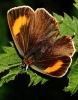 C__IMG_6787_JPG__BROWN_HAIRSTREAK.jpg