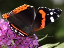 C__IMG_7093_JPG__RED_ADMIRAL.jpg