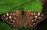 C__IMG_7444_JPG___SPECKLED_WOOD.jpg