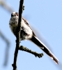 C__IMG_8651_JPG___LONG_TAILED_TIT.jpg