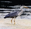 C__IMG_8734_JPG__HERON_edited-2.jpg