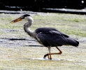 C__IMG_8770_JPG__HERON__28_WITH_LUNCH_29.jpg