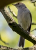 FEMALE_BLACK_CAP__crp.jpg