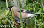 FEMALE_BULLFINCH______28_WHISBEY_29-2_CRP.jpg