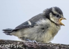 FLEDGELING__BLUE_TIT__CRP.jpg