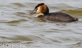 GREAT_CRESTED_GREBE__02_CRP.jpg