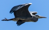 GREY_HERON__CRP.jpg