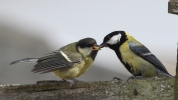 IMG_0194___GREAT_TIT_FEEDIG_YOUNG__crp.jpg