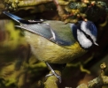 IMG_0198____BLUE_TIT_CRP.jpg