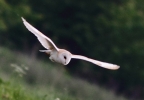 IMG_0333_BARN_OWL____.jpg