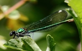 IMG_1730_JPG___Female_Demoiselle_Fly_edited-1.jpg