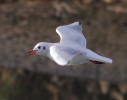 IMG_2573___BLK_HEADED_GULL_28_WINTER_29.JPG