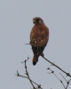 IMG_2580__Kestrel.JPG