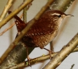 IMG_2583___WREN.JPG