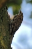 IMG_2689___Tree_Creeper.JPG